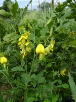 Crotalaria laburnifolia all4-t.JPG